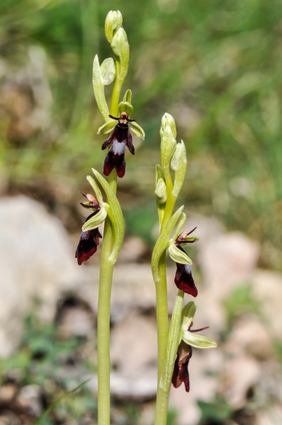 Pflanzenbild gross Fliegen-Ragwurz - Ophrys insectifera