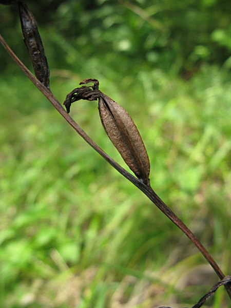 Pflanzenbild gross Fliegen-Ragwurz - Ophrys insectifera