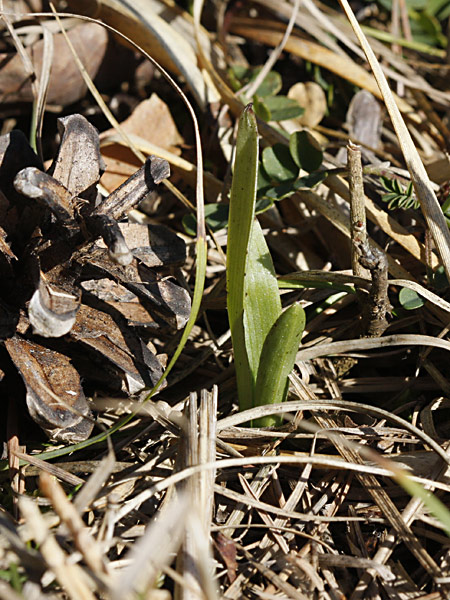 Pflanzenbild gross Fliegen-Ragwurz - Ophrys insectifera