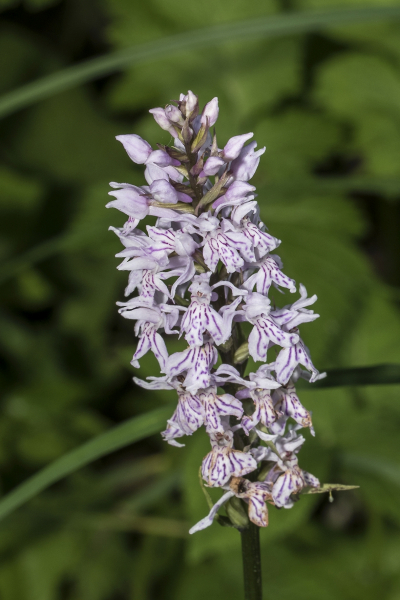 Pflanzenbild gross Gefleckte Fingerwurz - Dactylorhiza maculata