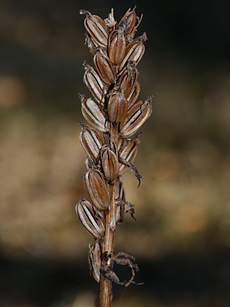 Pflanzenbild gross Gefleckte Fingerwurz - Dactylorhiza maculata