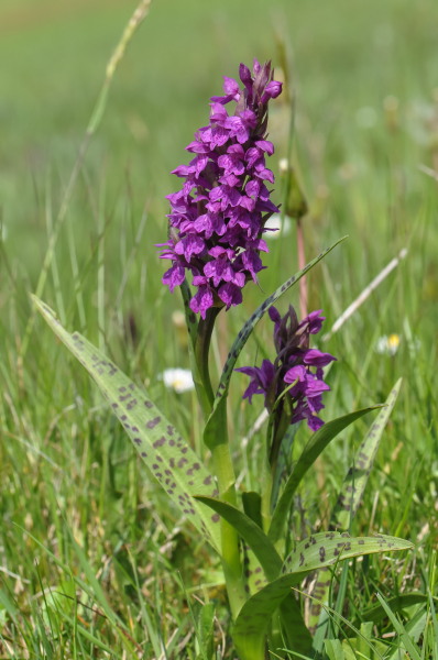 Pflanzenbild gross Breitblättrige Fingerwurz - Dactylorhiza majalis