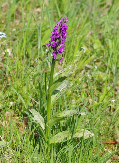 Pflanzenbild gross Breitblättrige Fingerwurz - Dactylorhiza majalis