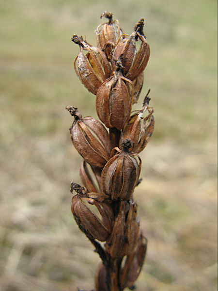 Pflanzenbild gross Breitblättrige Fingerwurz - Dactylorhiza majalis