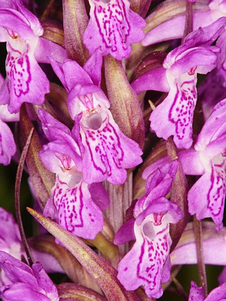 Pflanzenbild gross Fleischrote Fingerwurz - Dactylorhiza incarnata