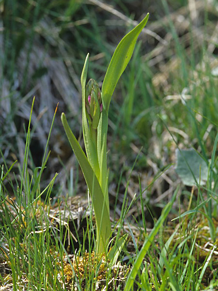 Pflanzenbild gross Fleischrote Fingerwurz - Dactylorhiza incarnata