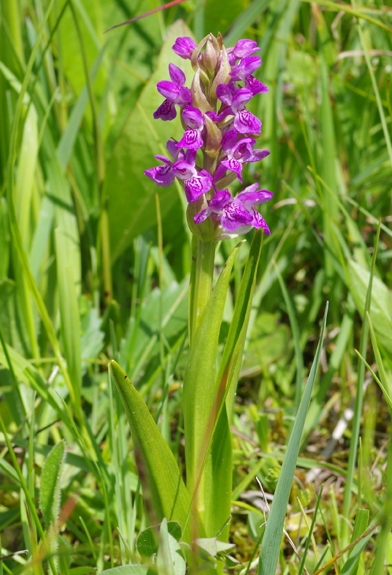 Pflanzenbild gross Fleischrote Fingerwurz - Dactylorhiza incarnata