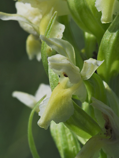 Pflanzenbild gross Hellgelbe Fingerwurz - Dactylorhiza incarnata subsp. ochroleuca