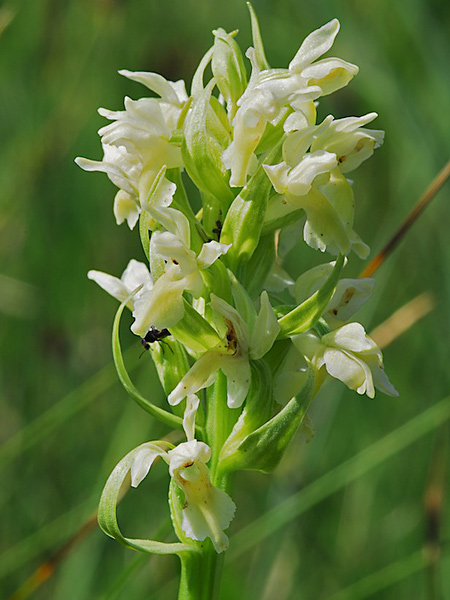 Pflanzenbild gross Hellgelbe Fingerwurz - Dactylorhiza incarnata subsp. ochroleuca
