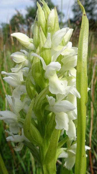 Pflanzenbild gross Hellgelbe Fingerwurz - Dactylorhiza incarnata subsp. ochroleuca