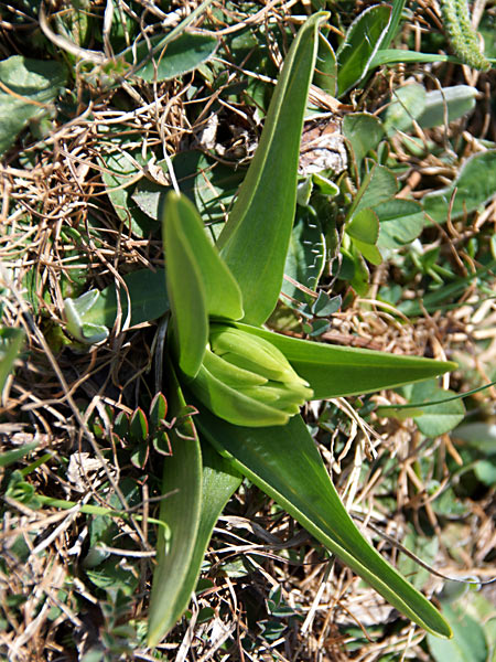 Pflanzenbild gross Holunder-Fingerwurz - Dactylorhiza sambucina