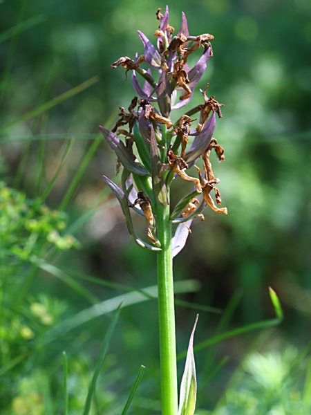 Pflanzenbild gross Holunder-Fingerwurz - Dactylorhiza sambucina