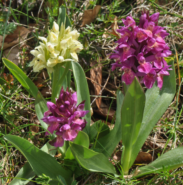 Pflanzenbild gross Holunder-Fingerwurz - Dactylorhiza sambucina