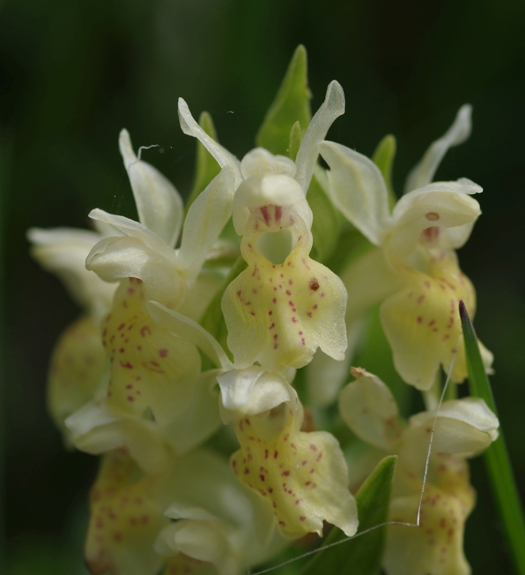 Pflanzenbild gross Holunder-Fingerwurz - Dactylorhiza sambucina