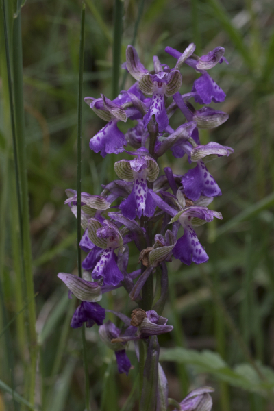 Pflanzenbild gross Kleines Knabenkraut - Orchis morio
