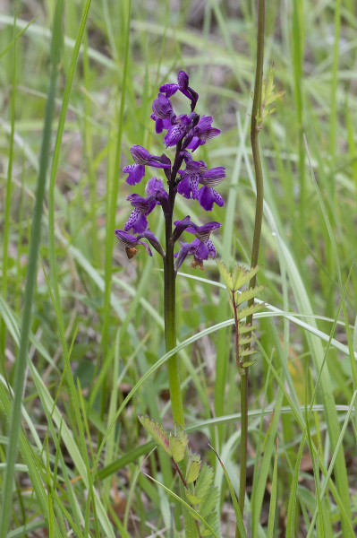 Pflanzenbild gross Kleines Knabenkraut - Orchis morio