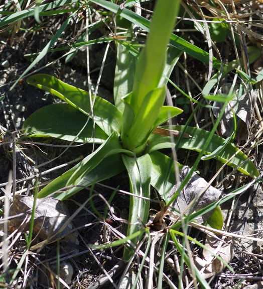 Pflanzenbild gross Kleines Knabenkraut - Orchis morio
