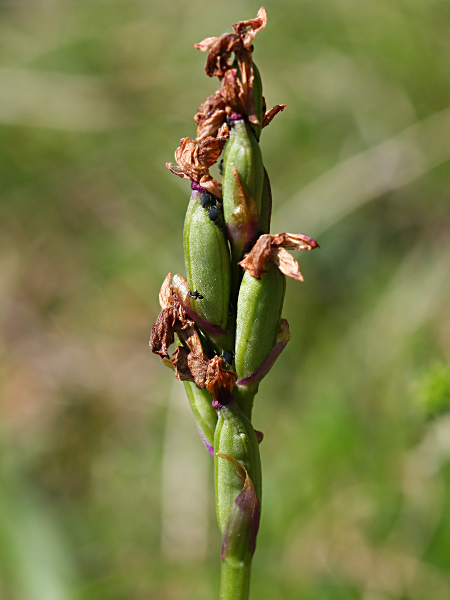 Pflanzenbild gross Kleines Knabenkraut - Orchis morio