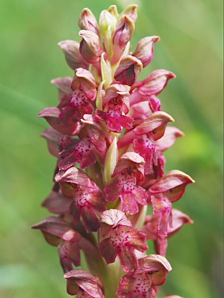 Pflanzenbild gross Wanzen-Knabenkraut - Orchis coriophora