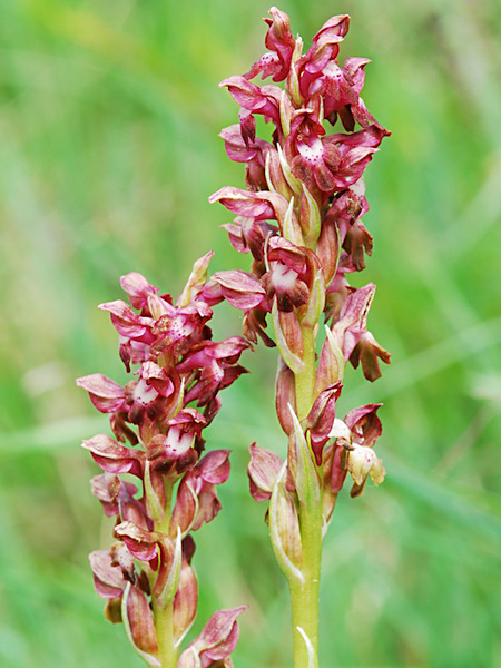 Pflanzenbild gross Wanzen-Knabenkraut - Orchis coriophora