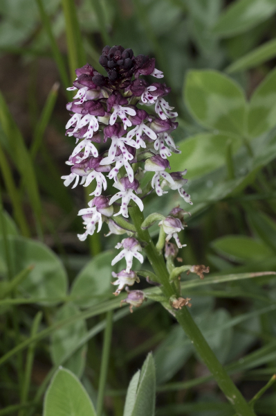 Pflanzenbild gross Schwärzliches Knabenkraut - Orchis ustulata