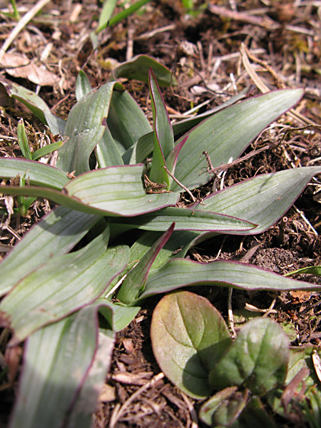 Pflanzenbild gross Schwärzliches Knabenkraut - Orchis ustulata