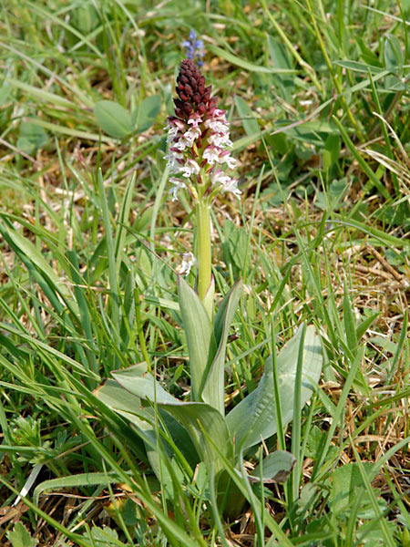 Pflanzenbild gross Schwärzliches Knabenkraut - Orchis ustulata