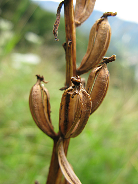 Pflanzenbild gross Helm-Knabenkraut - Orchis militaris