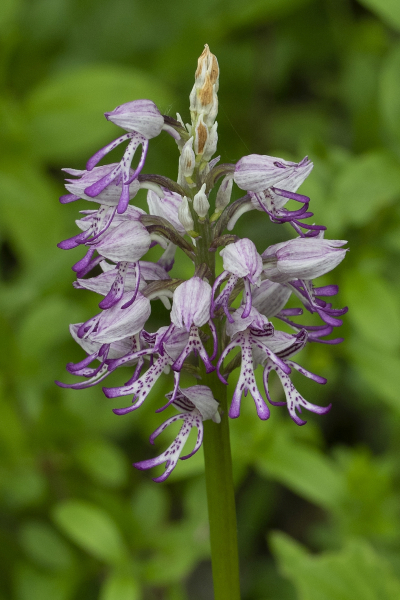 Pflanzenbild gross Affen-Knabenkraut - Orchis simia