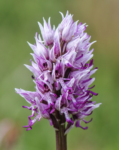 Pflanzenbild gross Affen-Knabenkraut - Orchis simia