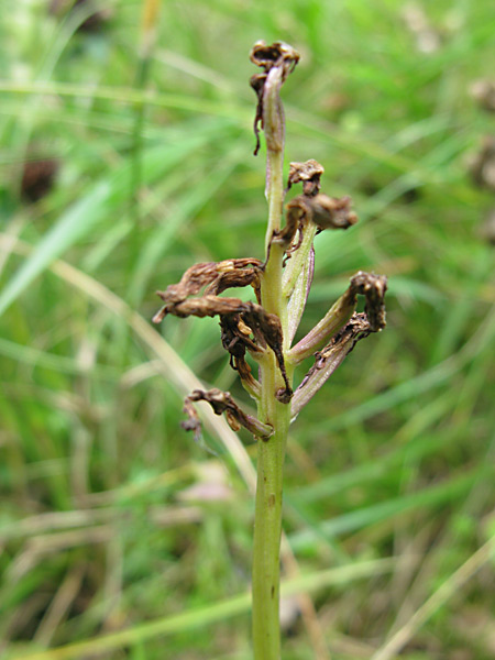 Pflanzenbild gross Affen-Knabenkraut - Orchis simia