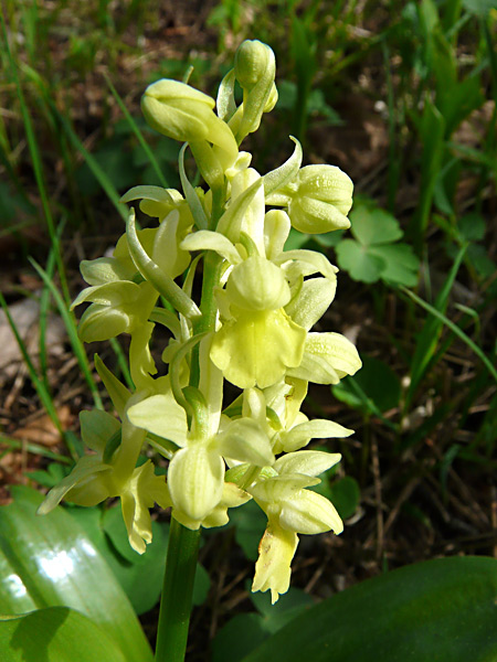 Pflanzenbild gross Blasses Knabenkraut - Orchis pallens