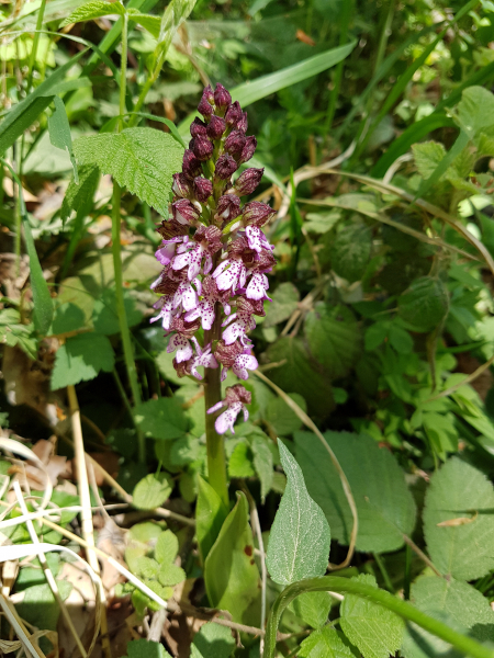 Pflanzenbild gross Purpur-Knabenkraut - Orchis purpurea