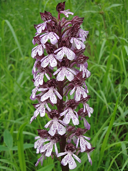 Pflanzenbild gross Purpur-Knabenkraut - Orchis purpurea