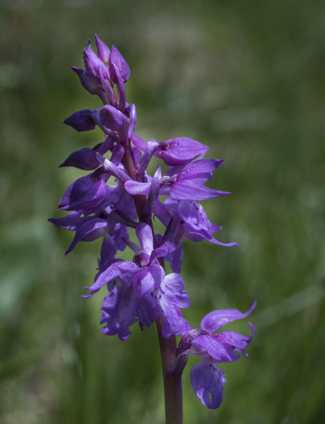 Pflanzenbild gross Männliches Knabenkraut - Orchis mascula