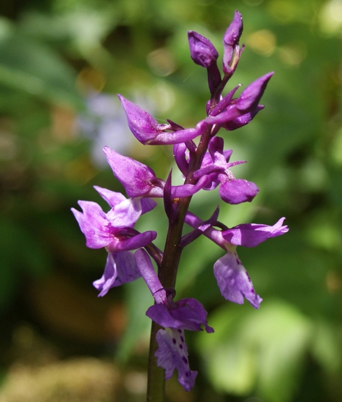 Pflanzenbild gross Männliches Knabenkraut - Orchis mascula