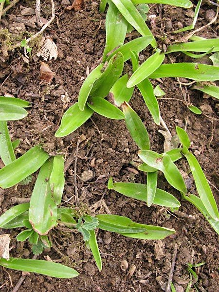 Pflanzenbild gross Männliches Knabenkraut - Orchis mascula