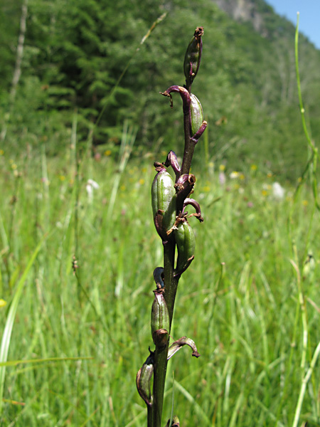 Pflanzenbild gross Männliches Knabenkraut - Orchis mascula