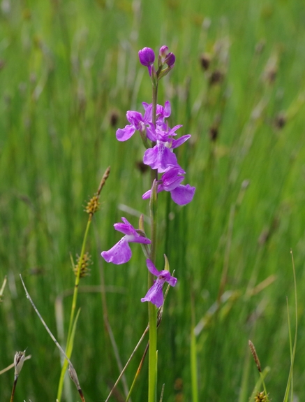 Pflanzenbild gross Sumpf-Knabenkraut - Orchis palustris