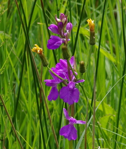 Pflanzenbild gross Sumpf-Knabenkraut - Orchis palustris