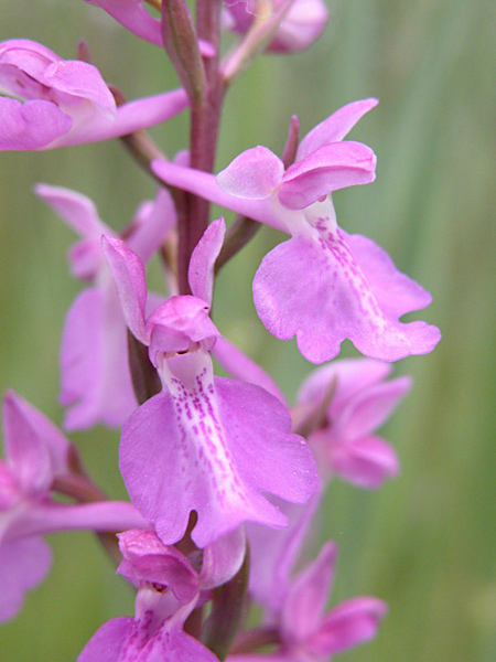 Pflanzenbild gross Sumpf-Knabenkraut - Orchis palustris