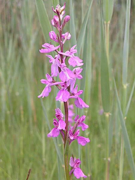 Pflanzenbild gross Sumpf-Knabenkraut - Orchis palustris