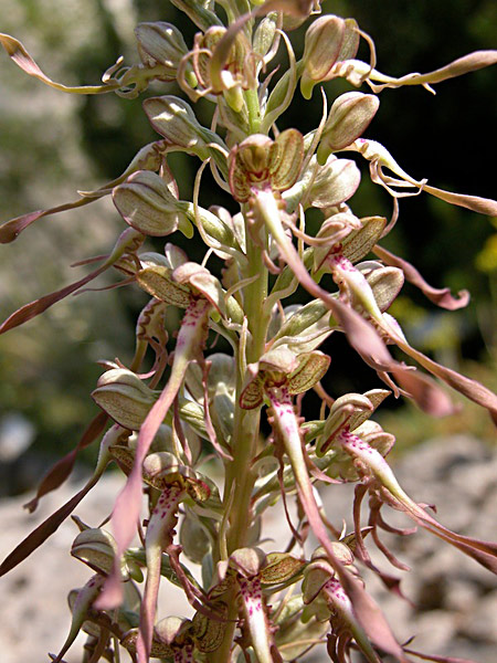 Pflanzenbild gross Bocks-Riemenzunge - Himantoglossum hircinum