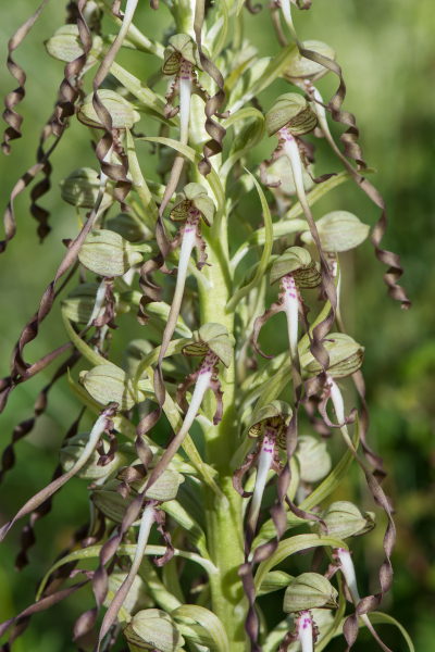 Pflanzenbild gross Bocks-Riemenzunge - Himantoglossum hircinum