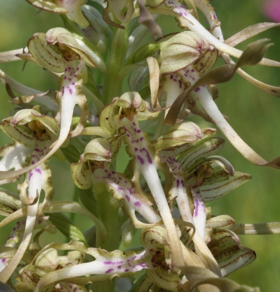 Pflanzenbild gross Bocks-Riemenzunge - Himantoglossum hircinum