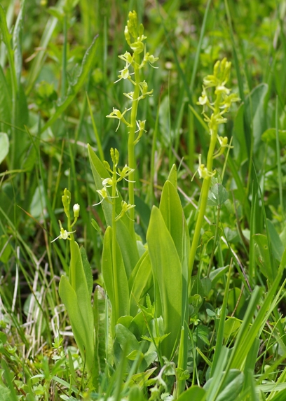 Pflanzenbild gross Zwiebelorchis - Liparis loeselii