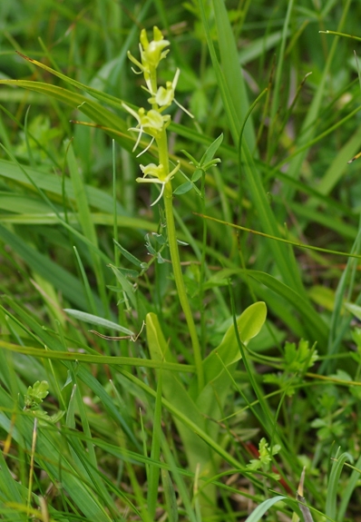 Pflanzenbild gross Zwiebelorchis - Liparis loeselii