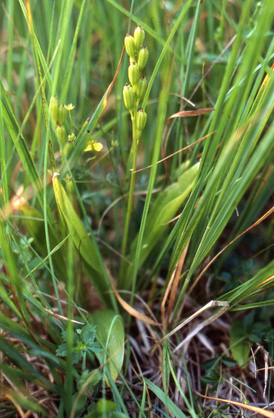 Pflanzenbild gross Zwiebelorchis - Liparis loeselii