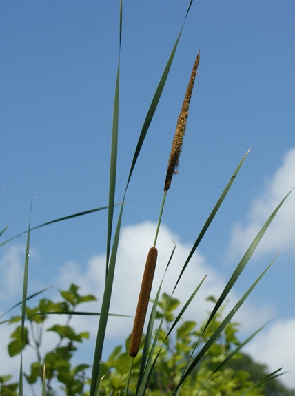 Pflanzenbild gross Schmalblättriger Rohrkolben - Typha angustifolia