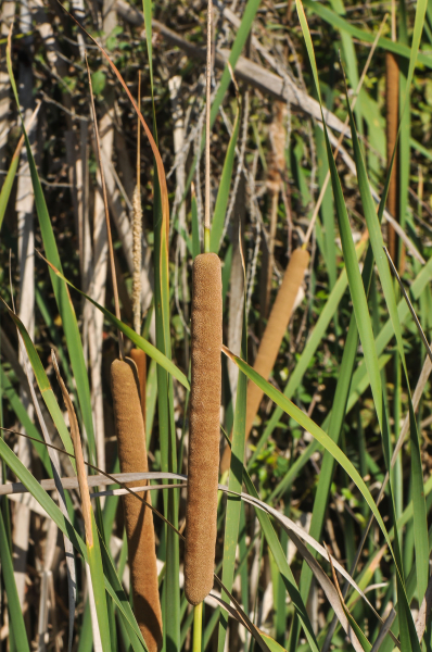Pflanzenbild gross Schmalblättriger Rohrkolben - Typha angustifolia